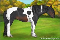 Horse Color:Brown Tobiano 