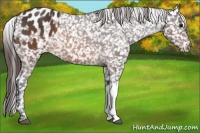 Horse Color:Brown Appaloosa