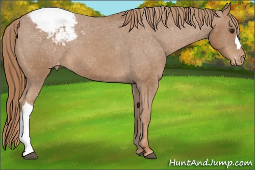 Horse Color: Chestnut Snowcap 