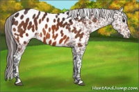 Horse Color:Bay Appaloosa 