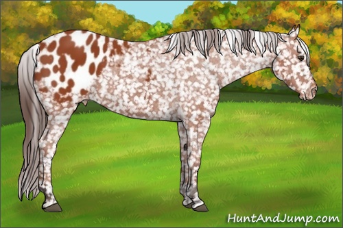 Horse Color: Bay Blanket 