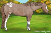 Horse Color:White Spotted Chestnut Appaloosa 