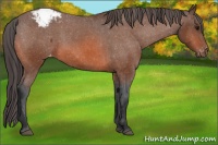 Horse Color:Bay Appaloosa 