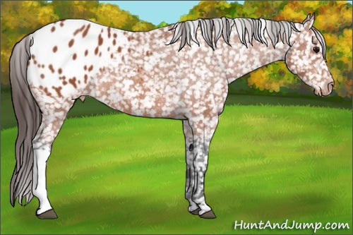 Horse Color: Bay Blanket 