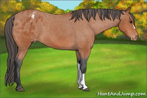 Horse Color: Bay Blanket 