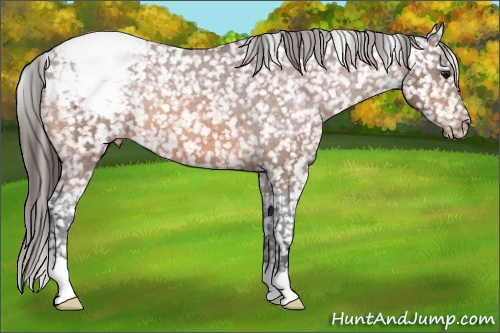 Horse Color: Bay Snowcap 