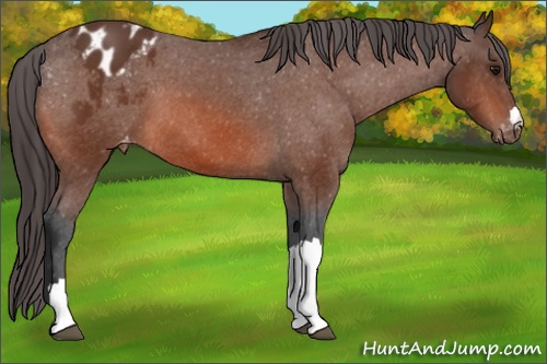 Horse Color: Bay Blanket 