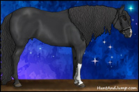 Horse Color:Black 