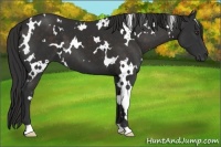 Horse Color:White Spotted Liver Chestnut 