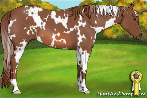 Horse Color: White Spotted Liver Red Roan 