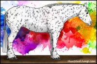 Horse Color:Blue Roan Leopard 