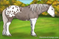 Horse Color:Silver Black Splash Varnish 