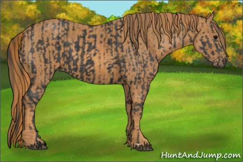 Horse Color: Black  Brindle