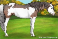 Horse Color:Bay Roan Splash Frame Appaloosa 