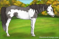 Horse Color:Smoky Blue Roan Splash Frame 