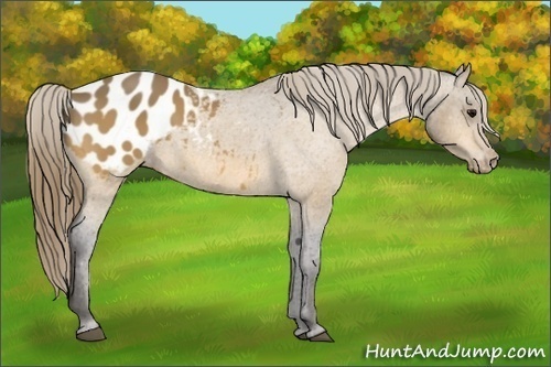 Horse Color: Buckskin Blanket 