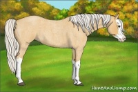 Horse Color:Silver Buckskin Roan Splash 