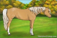 Horse Color:White Spotted Palomino 