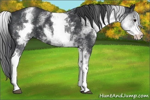 Horse Color:White Spotted Black 