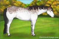 Horse Color:White Spotted Bay 