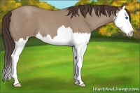 Horse Color:Classic Champagne Roan Splash 