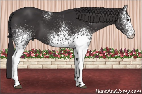 Horse Color: White Spotted Buckskin Tobiano 