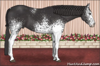 Horse Color:White Spotted Buckskin Tobiano 