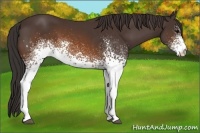 Horse Color:White Spotted Buckskin 