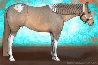 Horse Color:Buckskin Tobiano Blanket 