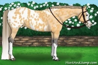 Horse Color:Buckskin Splash Blanket 