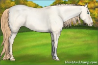 Horse Color:Buckskin Pearl Dun Varnish 