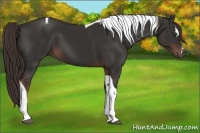 Horse Color:Liver Chestnut Sabino Tobiano 