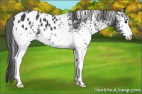 Horse Color:White Spotted Black Appaloosa
