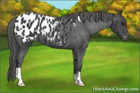 Horse Color:Black Appaloosa