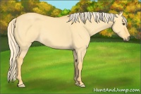 Horse Color:Palomino Dun 