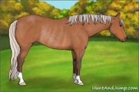 Horse Color:Silver Bay Rabicano 