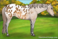 Horse Color:Buckskin Blanket Rabicano 