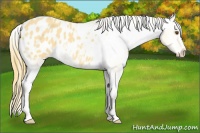 Horse Color:Buckskin Dun Blanket 