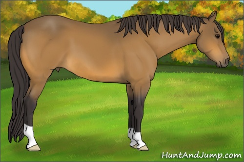Horse Color: Buckskin 