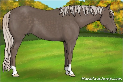 Horse Color: Silver Black 