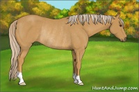 Horse Color:Palomino Rabicano 