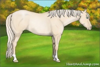 Horse Color:Palomino Pearl Dun Rabicano 