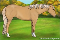 Horse Color:Palomino