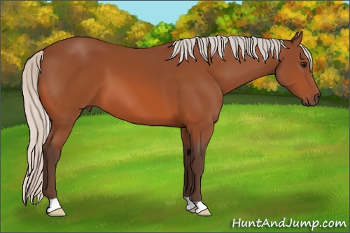 Horse Color: Silver Bay 