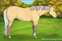 Horse Color:Silver Buckskin 