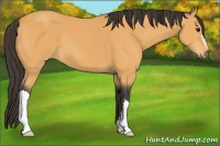 Horse Color:Buckskin 