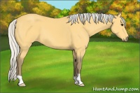 Horse Color:Silver Buckskin 