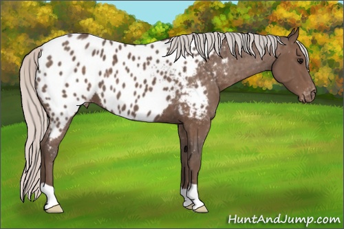 Horse Color: Silver Black Near Leopard 