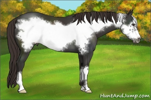 Horse Color: Liver Chestnut Frame 