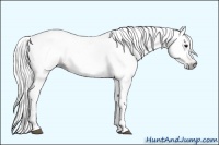 Horse Color:Gray Bay 